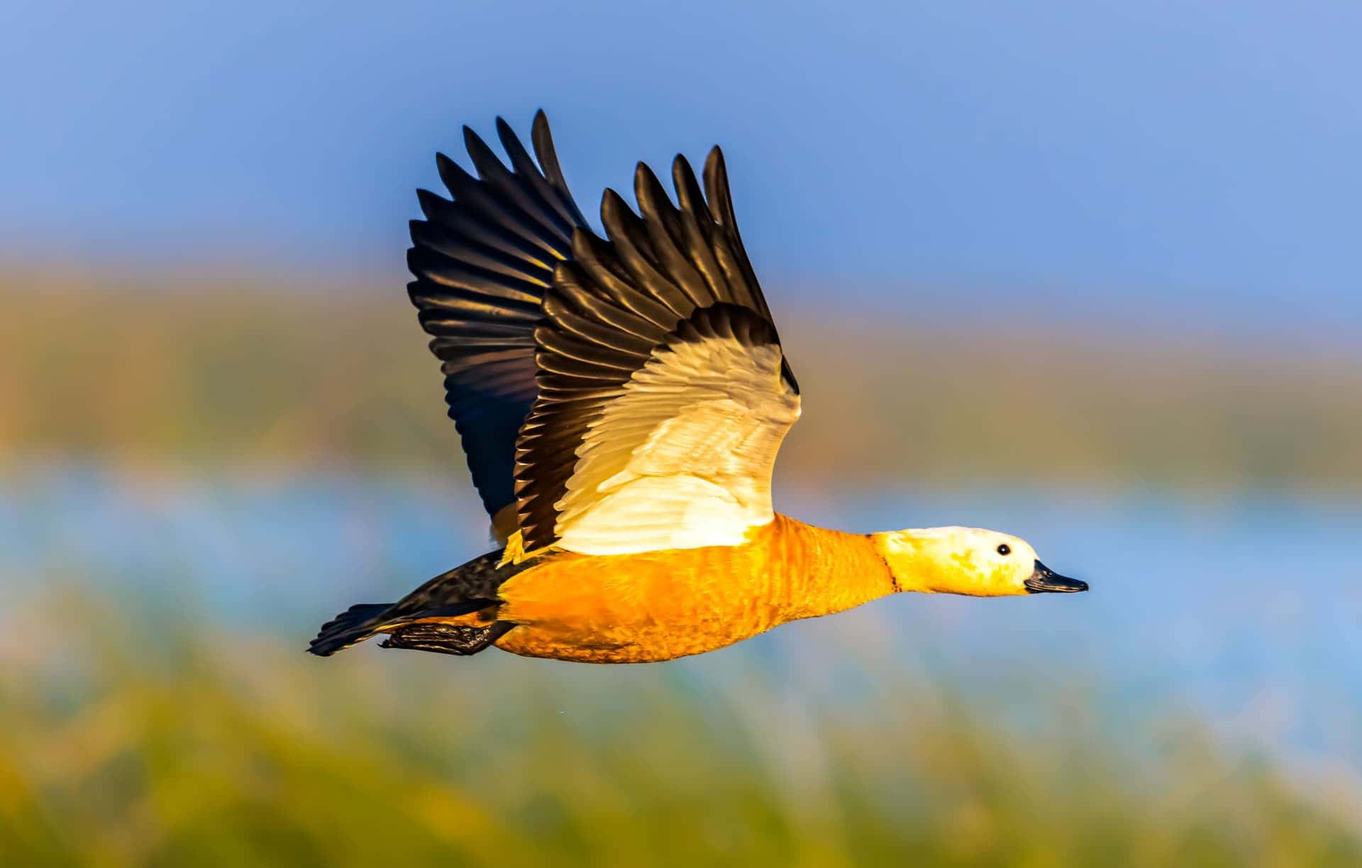 Birds photography
