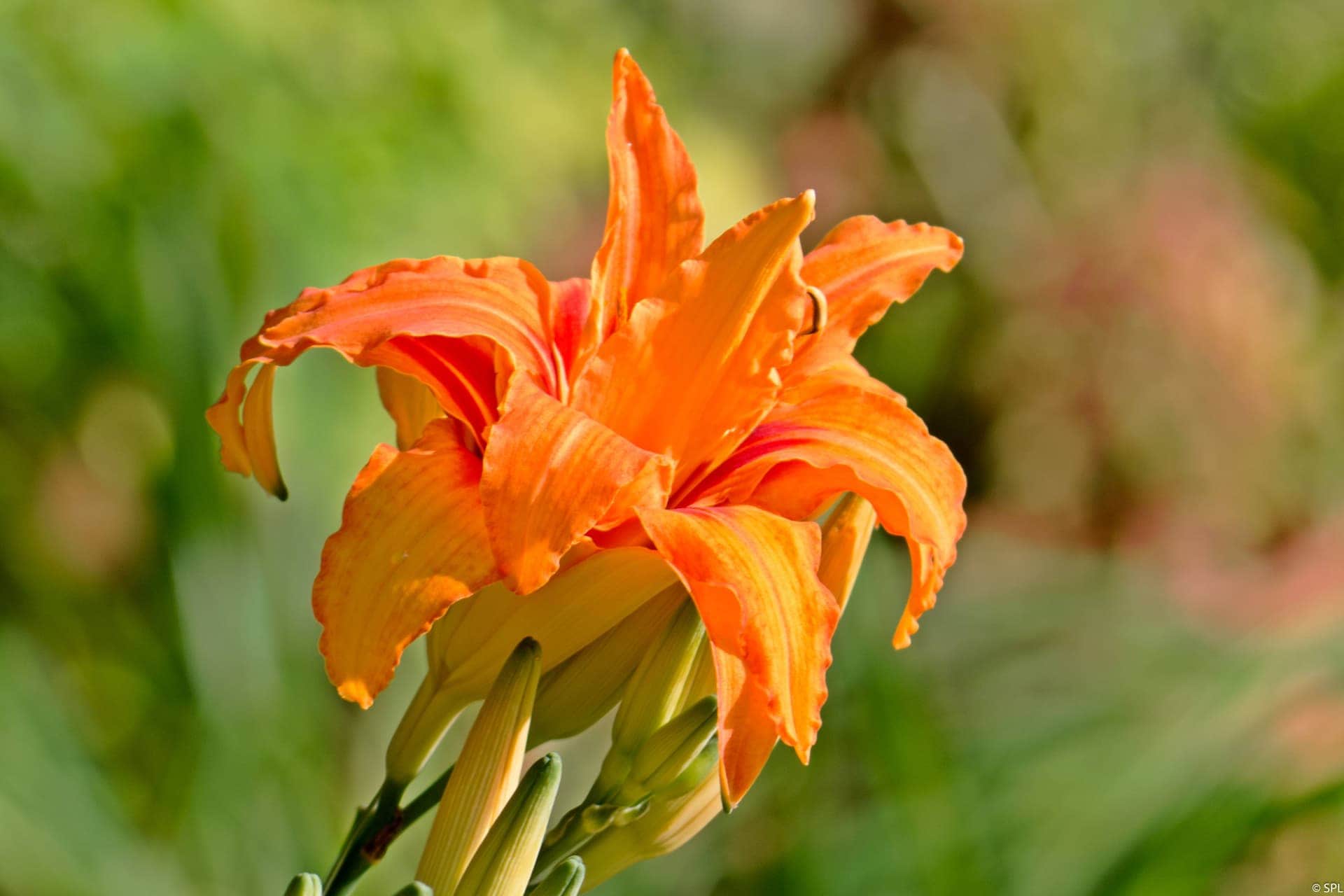 Flower Photography