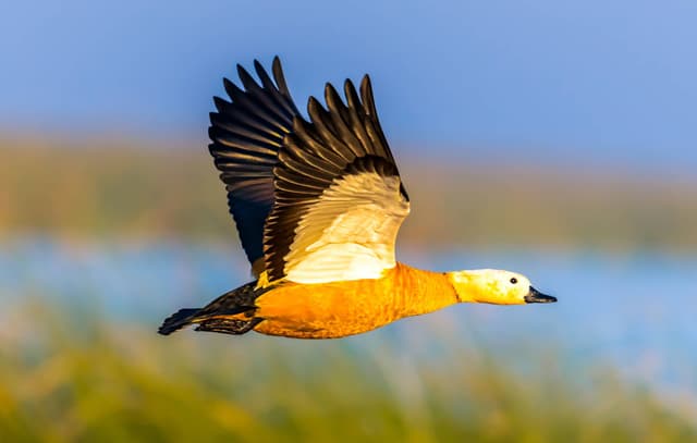 Nature photography