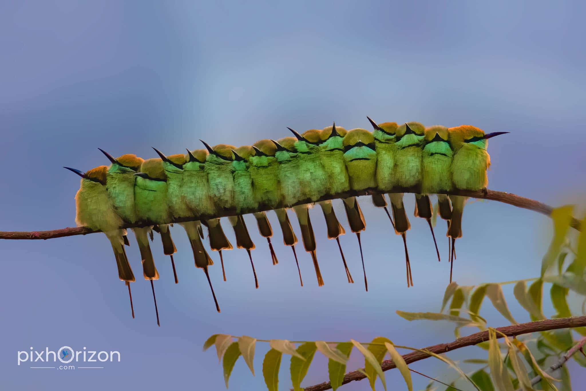Birds photography on PixHorizon