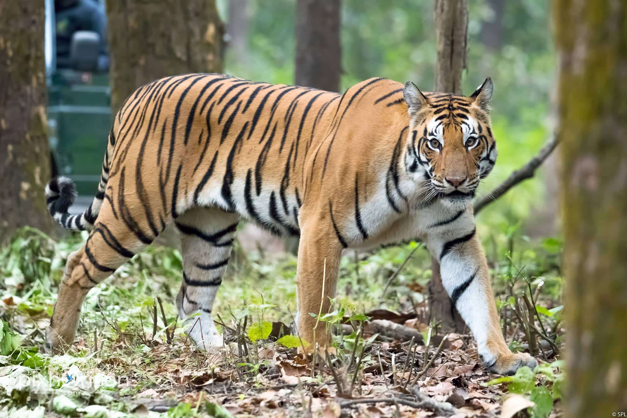 Wildlife photography on PixHorizon