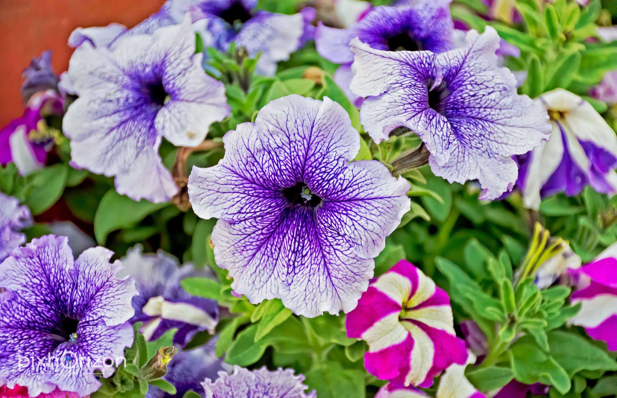 Flowers photography on PixHorizon