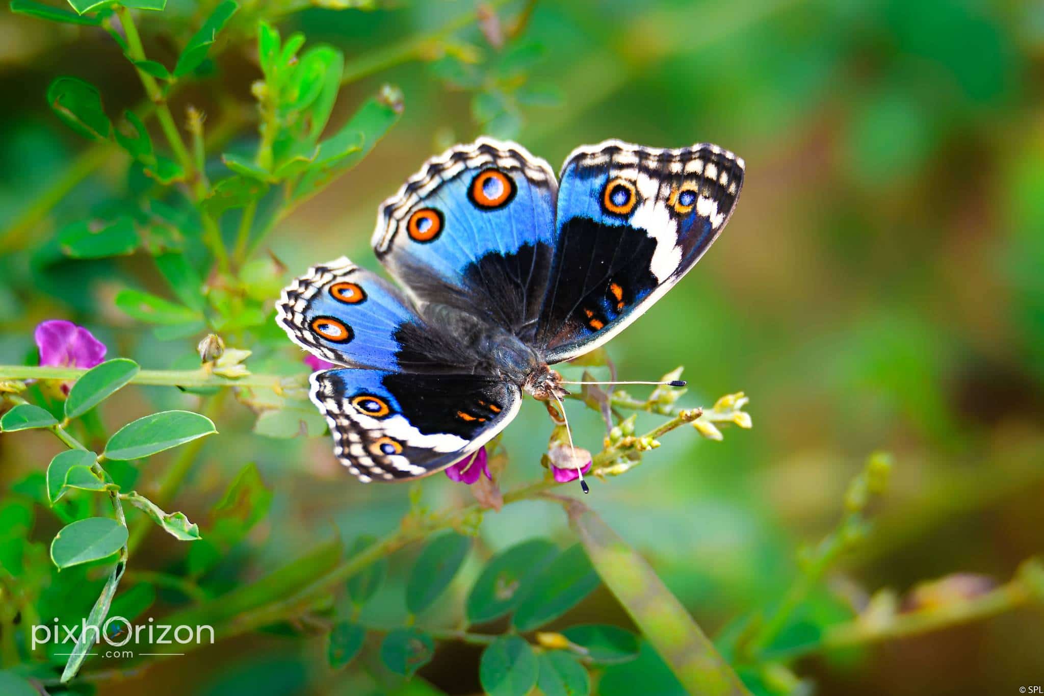 Butterfly photography on PixHorizon